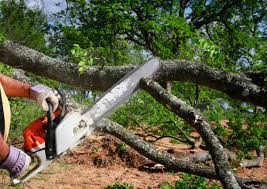 Best Storm Damage Tree Cleanup  in Lubeck, WV